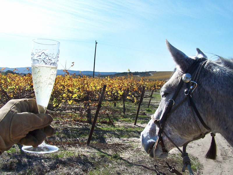 hand holding wine in a glass with horse head on right and grape vines in background