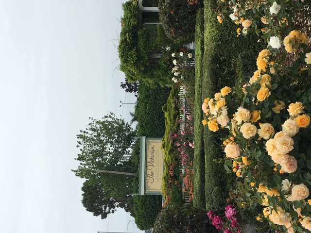 yellow roses with The Victorian sign in the background