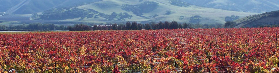 rows of grape vines at vineyard